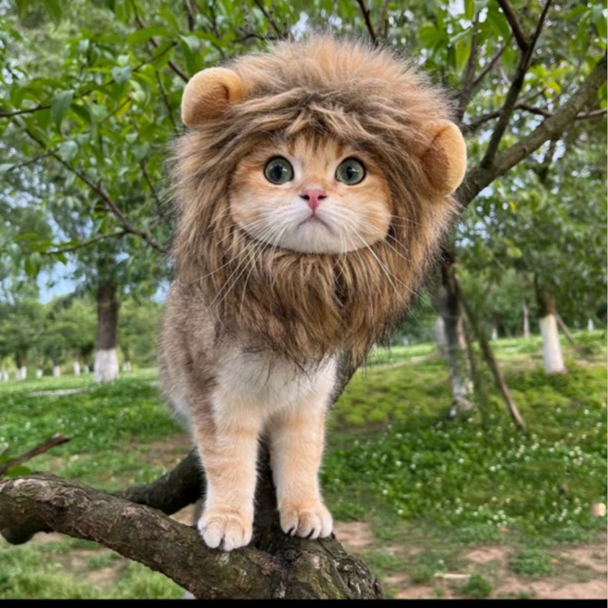 Gorro para gatos con diseños de león, oso y conejo | GATOKOOL
